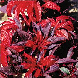 Amaranthus gangeticus 'Molten Fire'