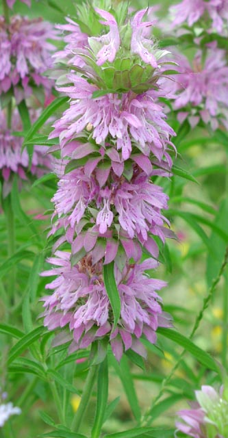 Citron Hestemynte - Monarda citriodora