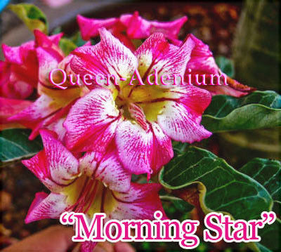 Ørkenrose - Adenium 'Morning Stars'