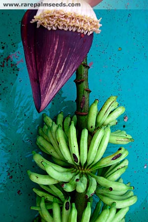 Musa Bauensis