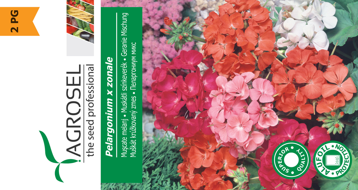 Pelargonie - Pelargonium Zonale