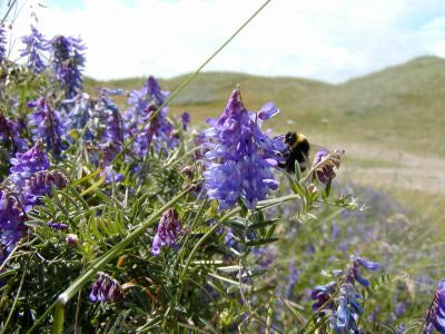 Musevikke - Vicia cracca