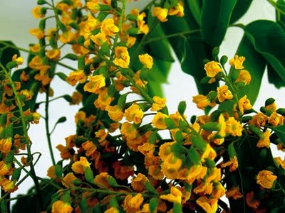 Ny Guinea Rosewood - Pterocarpus indicus