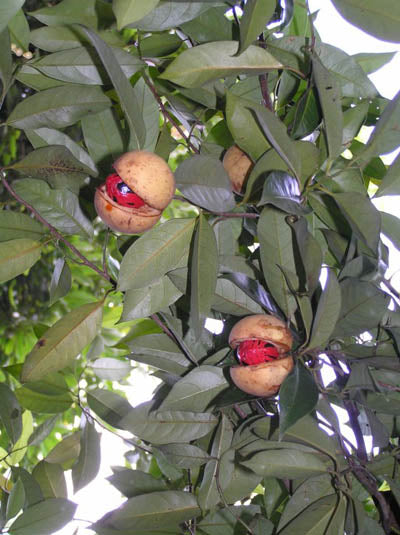 Muskatnødtræ  - Myristica fragrans