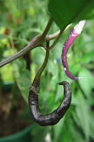 Naga Jolokia Purple - C. chinense