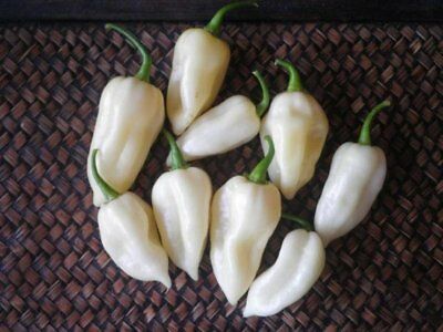 Naga Bhut Jolokia White - C chinense