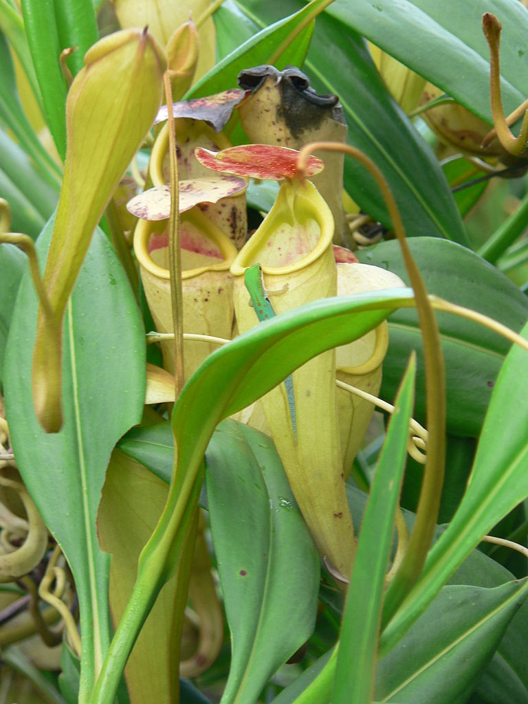 Kandebærer - Nephenthes madagascariensis