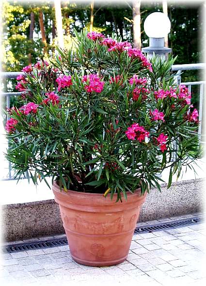 Nerie - Nerium oleander