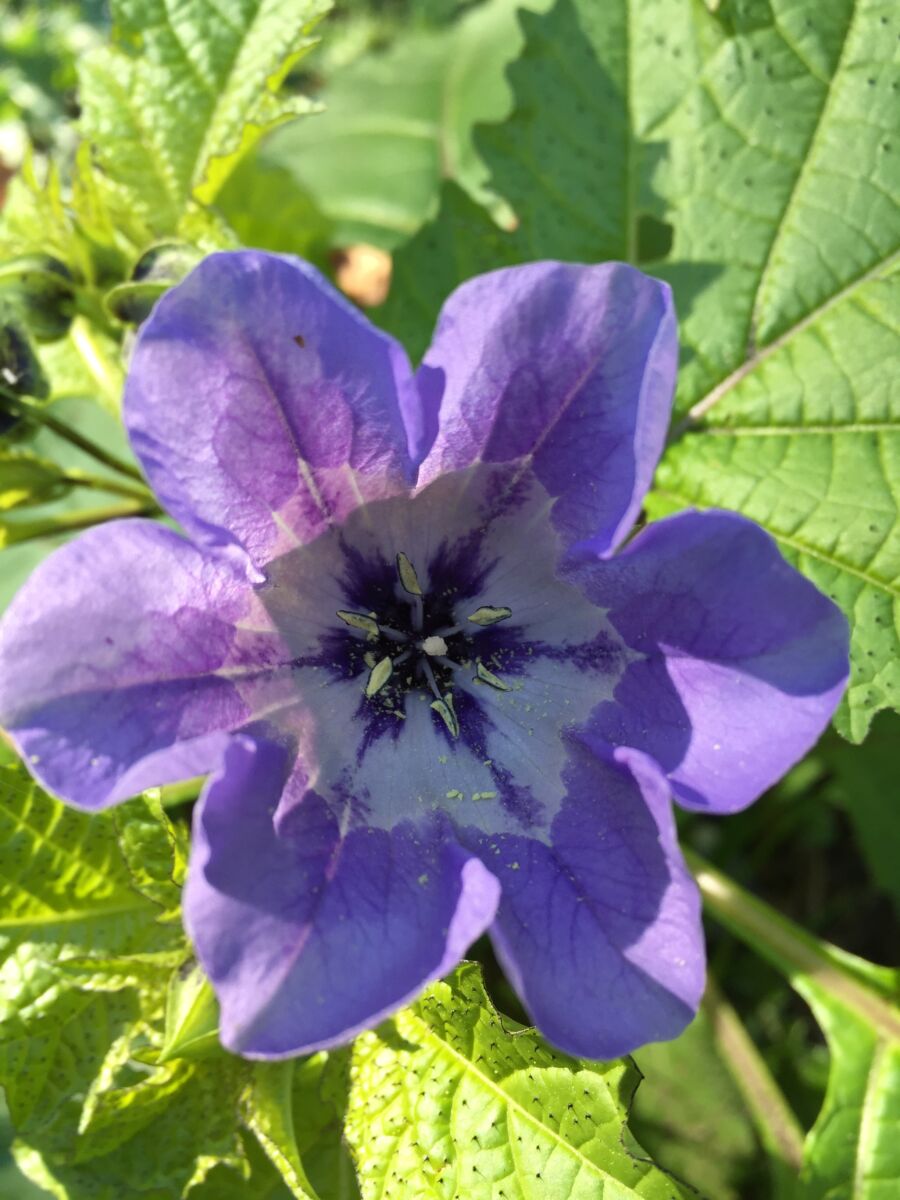 Kantbæger - Nicandra physalodes