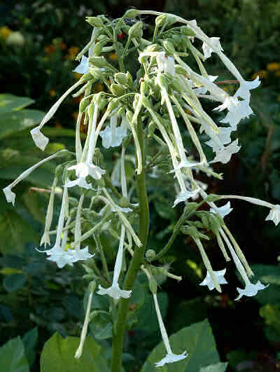 Vingetobak Hvid - Nicotiana Sylvestris Alba
