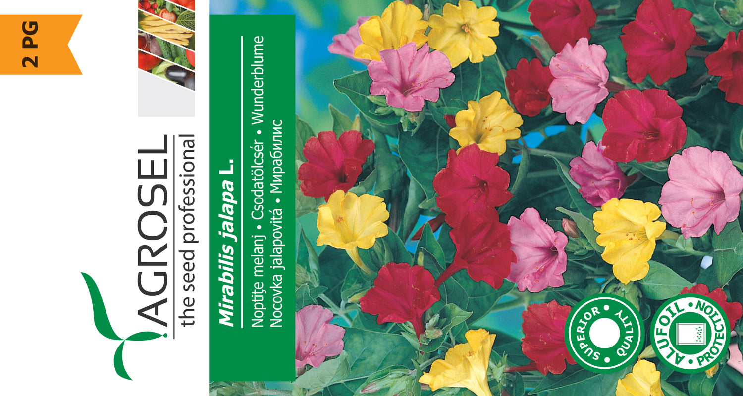 Vidunderblomst - Mirabilis Jalapa