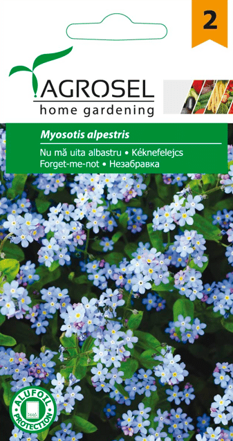 Forglemmigej - Myosotis alpestris