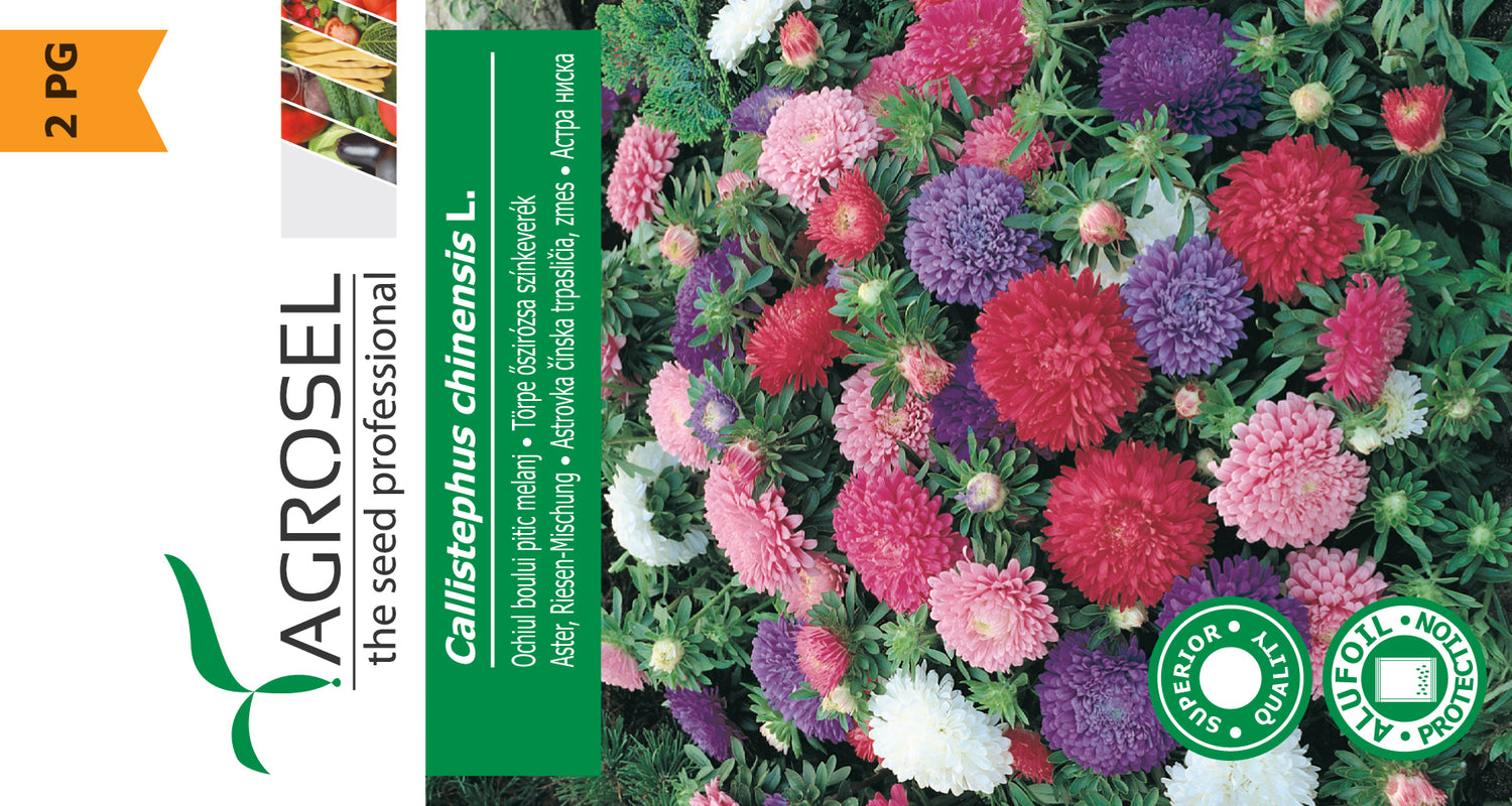 Asters - Callistephus Chinensis - Mix