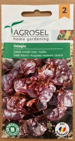 Salat - krussalat - Odagiu