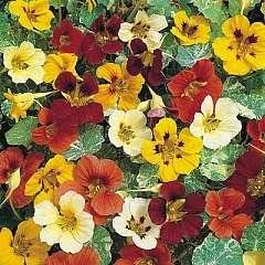Blomsterkarse  - Tropaeolum majus Jewel of Africa tall mix