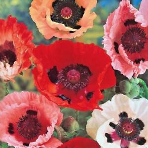 Valmue -Papaver orientale mixed