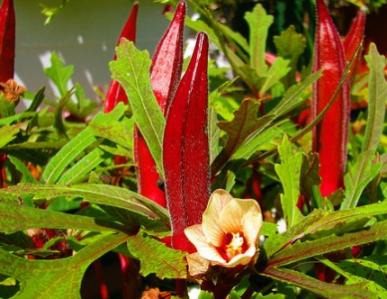 Okra - Red Burgundy