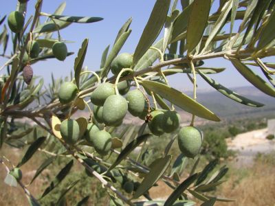 Oliven 'Olea Europaea'