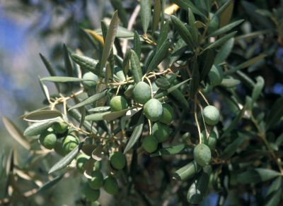 Oliven - Olea europaea