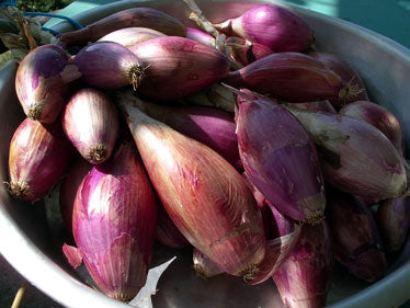 Løg - Red of Florence - Allium cepa