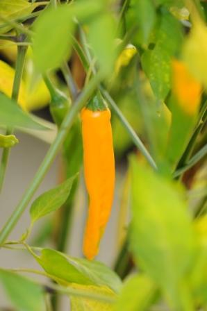Onza Amarillo - C. annuum