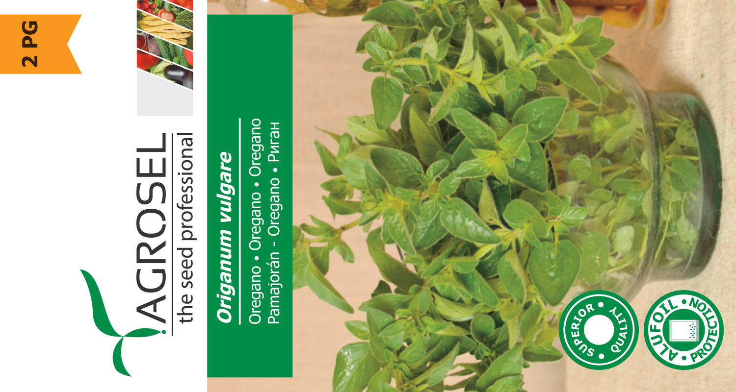 Oregano - Origanum Vulgare