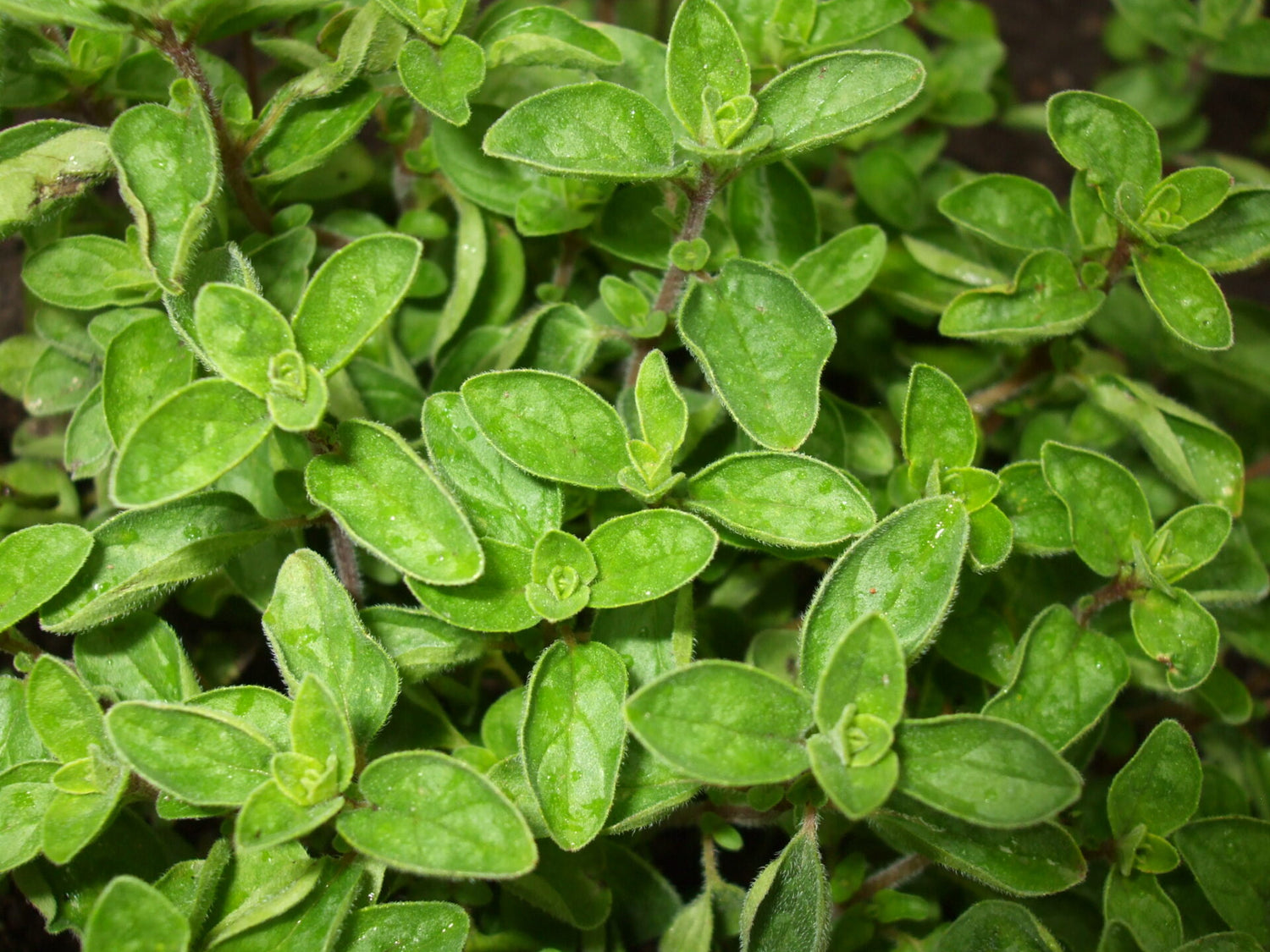 Oregano - Italiensk - Origanum vulgare