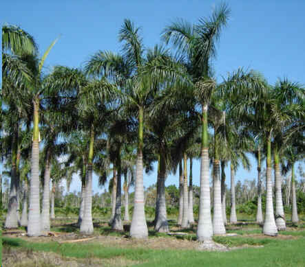 Kongepalme - Roystonea regia