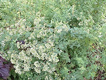 Oregano - Græsk  - Origanum heracleoticum seeds (Greek Oregano)