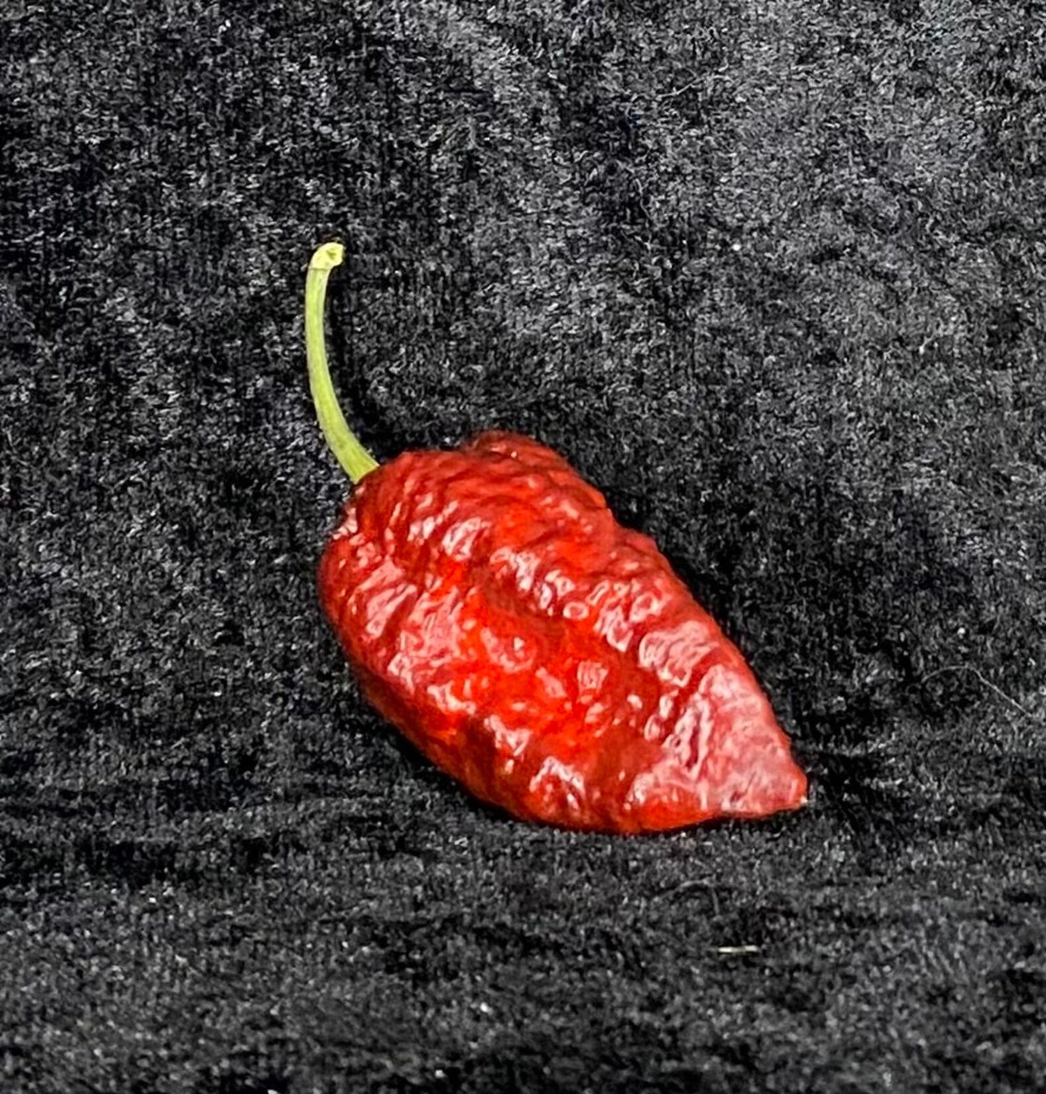 Orion - C. chinense
