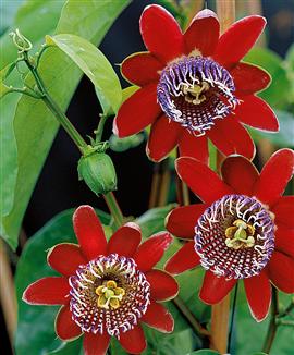 Passiflora alata