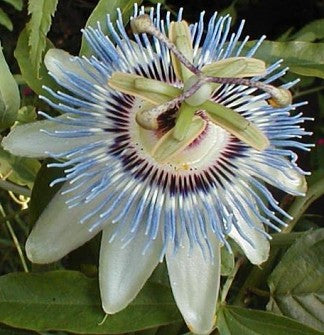 Passiflora Caerulea 'Blue Crown'