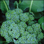 Broccoli, Waltham - Brassica oleracea