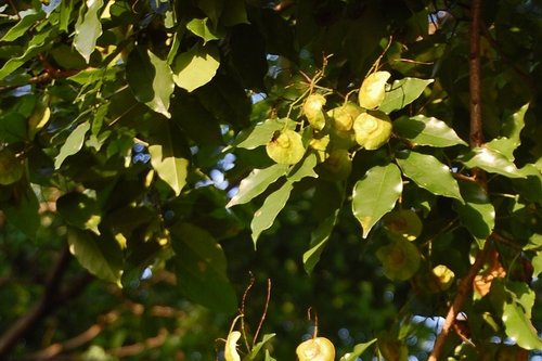 Angsana - Pterocarpus indica
