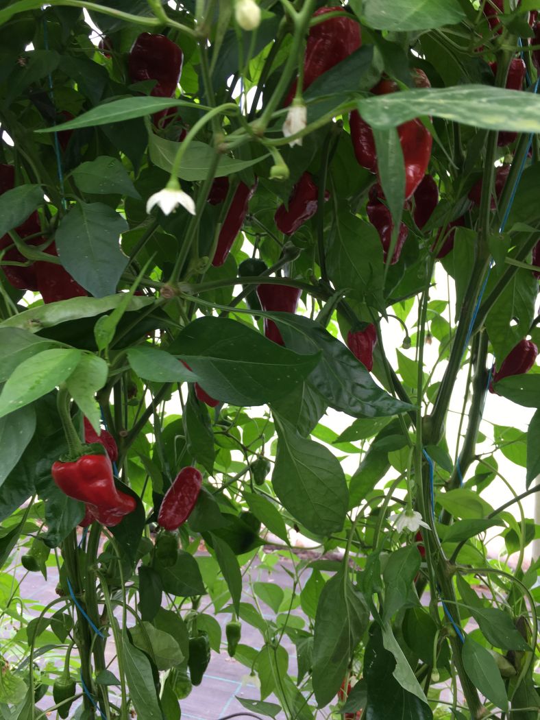 Pimiento de Padron - C. annuum