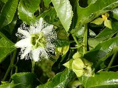 Passiflora flavicarpa