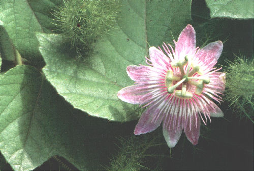 Passiflora foetida - Vild maracuja