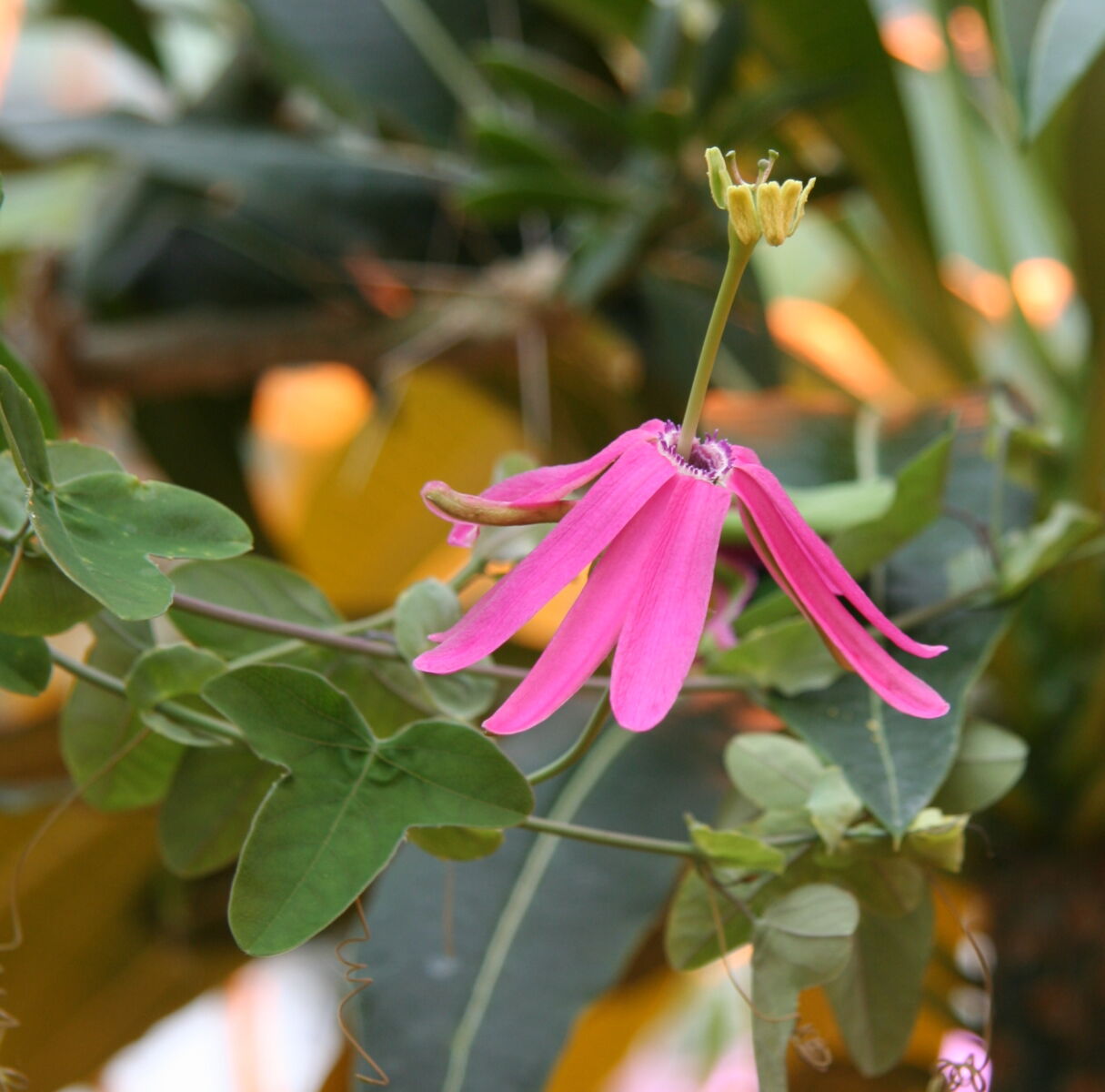 Passiflora reflexiflora - plante