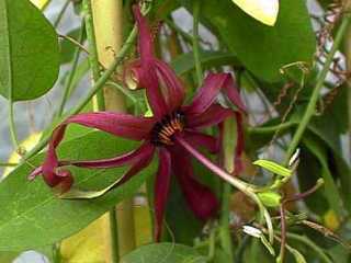 Passiflora Cuprea