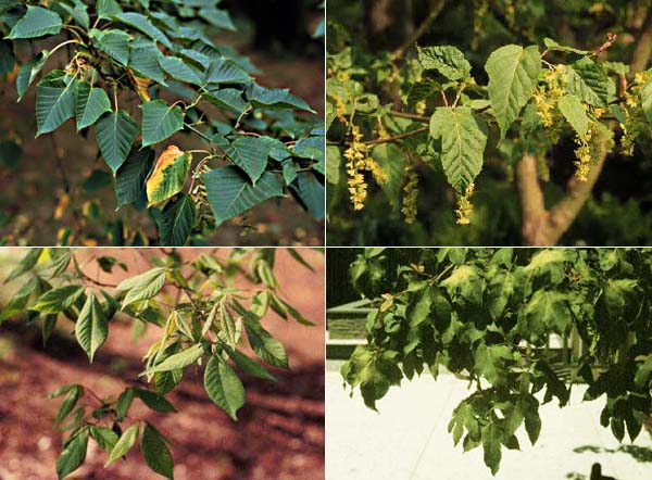 Slangebarksløn - Acer Davidii