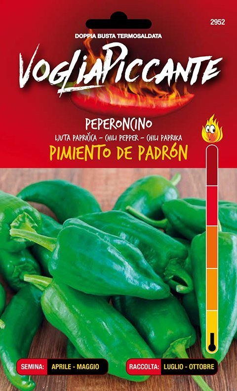 Pimiento de Padron - C. annuum