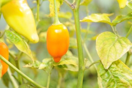 Peruviano Arancio – C. baccatum