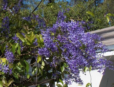 Purpurkrans - Petrea volubilis