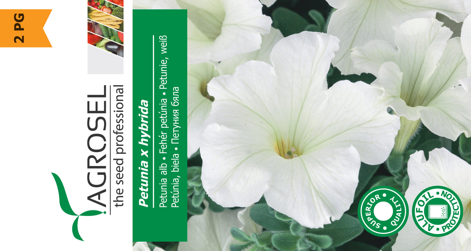 Petunia Hvid - Petunia Hybrida