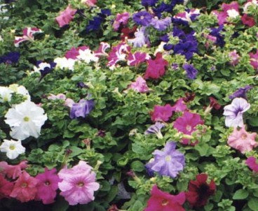 Dværgpetunia