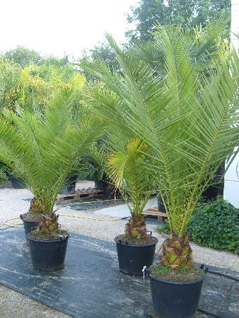 Canarisk Dadel Palme - Phoenix Canariensis