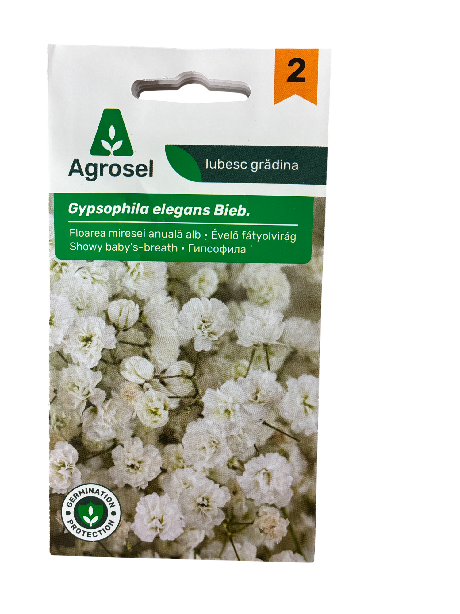 Brudeslør - Gypophils elegans Bieb. - pg2