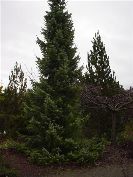 Søjlegran - Picea omorika