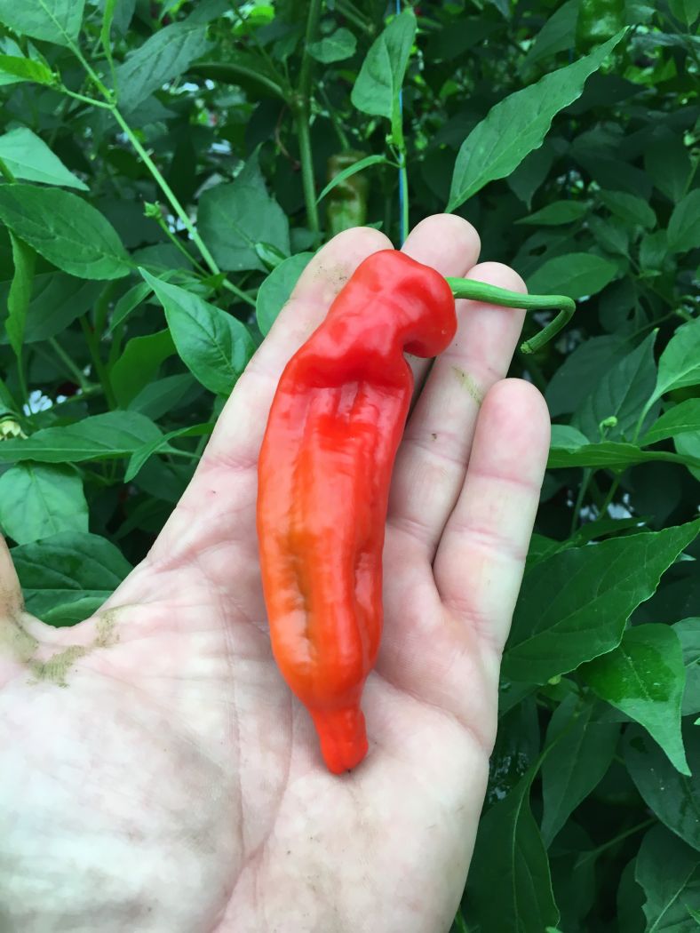 Piment Curry - C. baccatum
