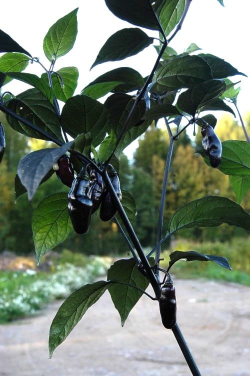 Pimenta da Neyde - C chinense x C. annuum